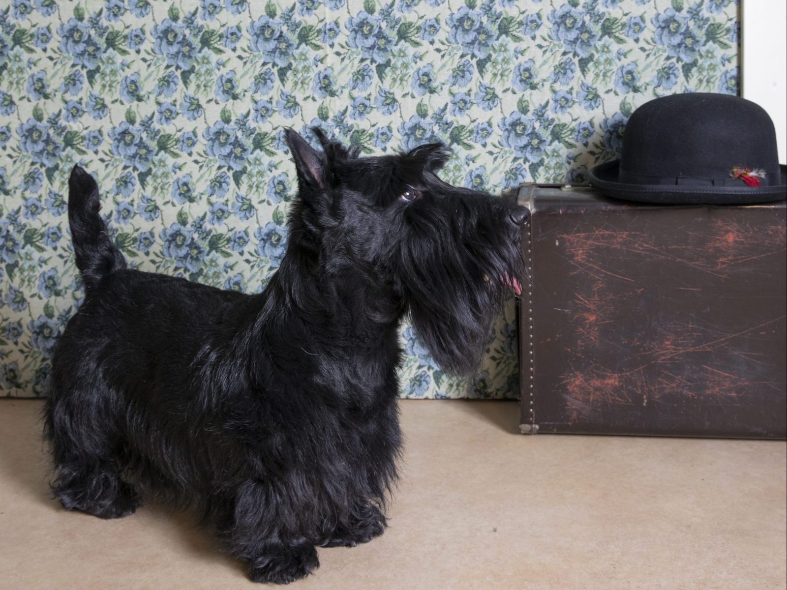 犬／カバンと帽子／スコテッシュ・テリア