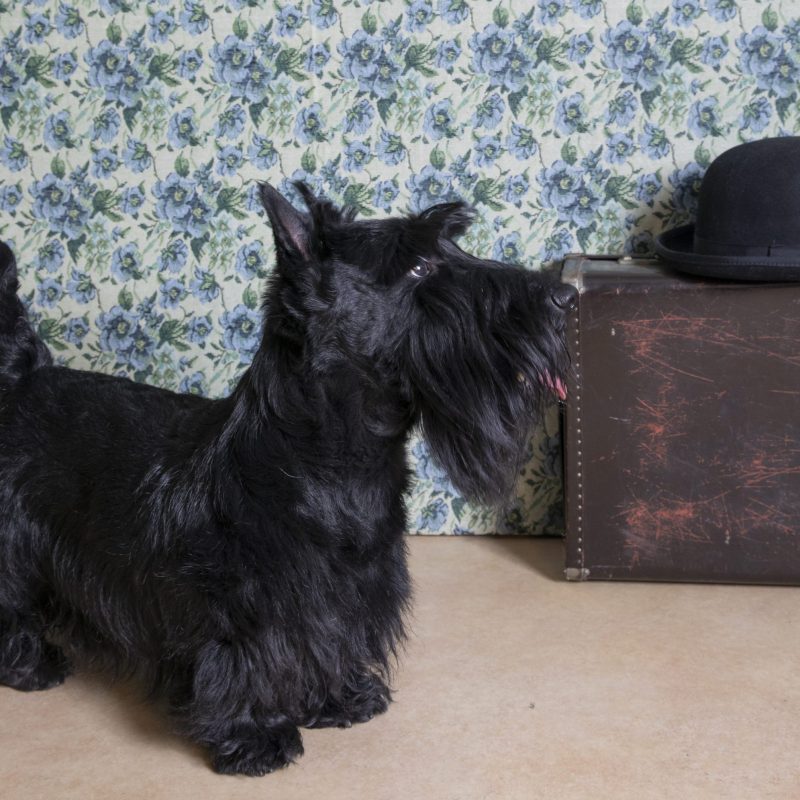 犬／カバンと帽子／スコテッシュ・テリア