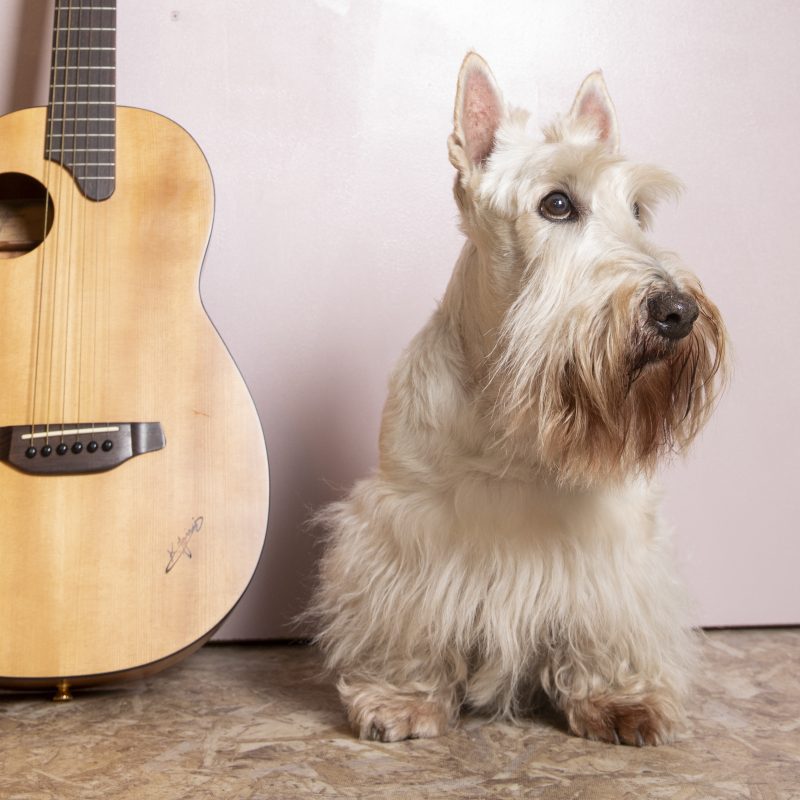 スコテッシュ・テリア／ギター