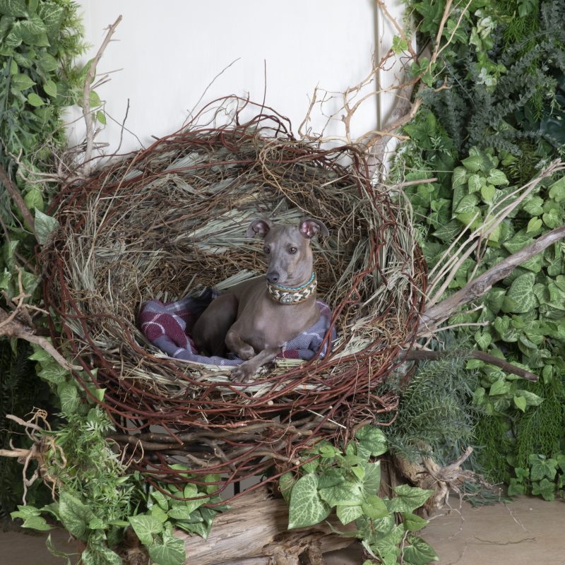 犬／イタリアングレーハウンド