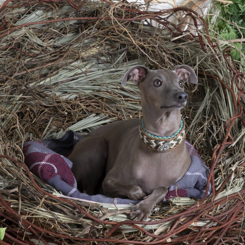 犬／イタリアングレーハウンド