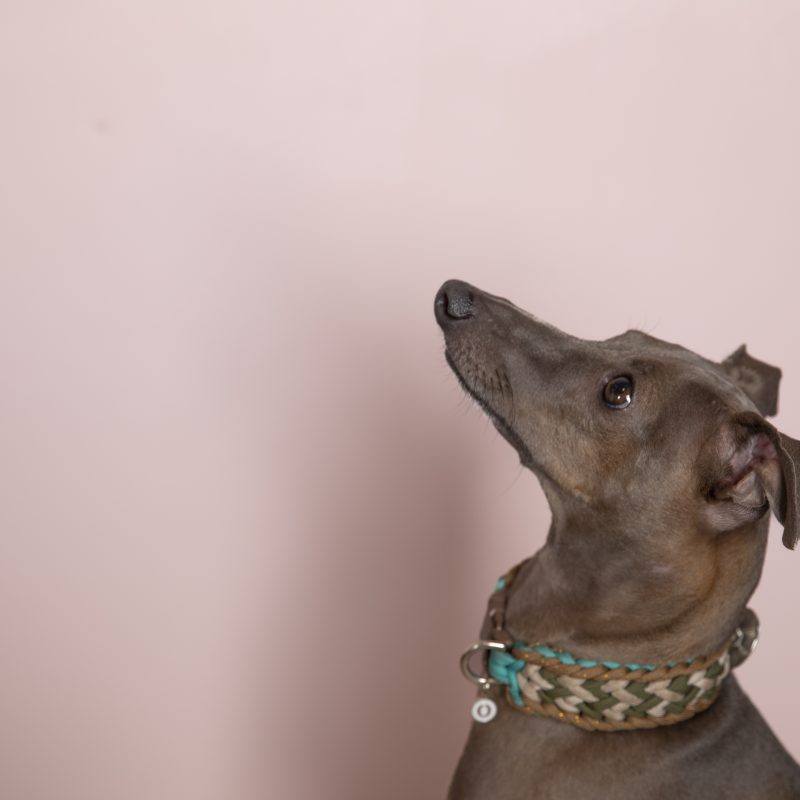 犬／イタリアングレーハウンド