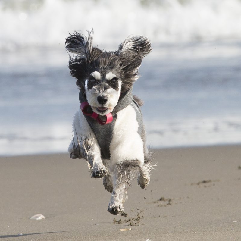 犬／ミニチュアシュナイザー／走っている