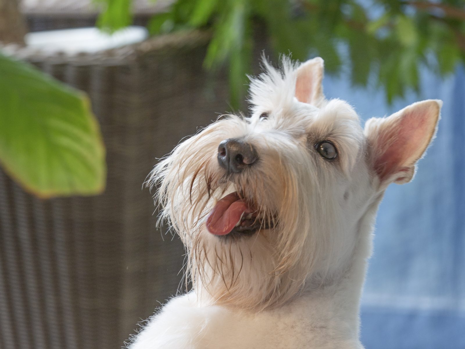 犬／スコテッシュ・テリア