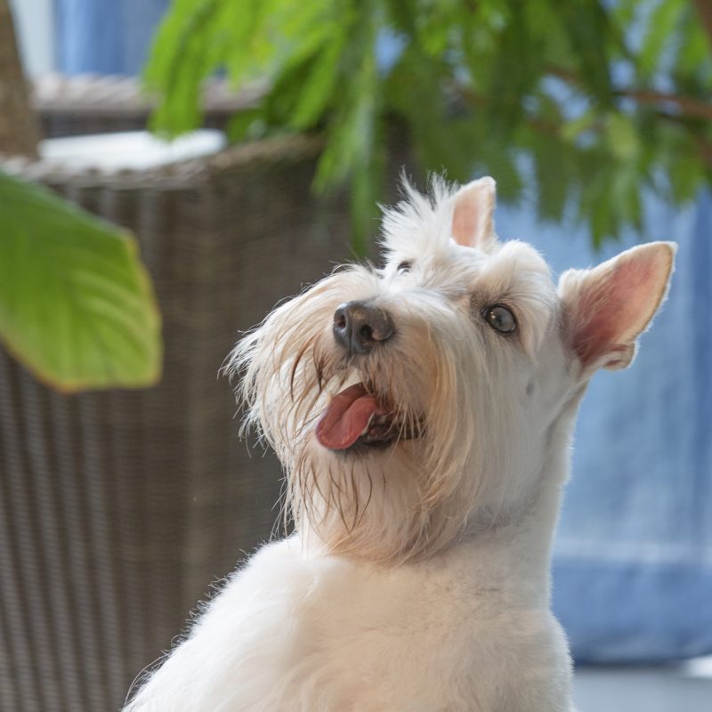 犬／スコテッシュ・テリア