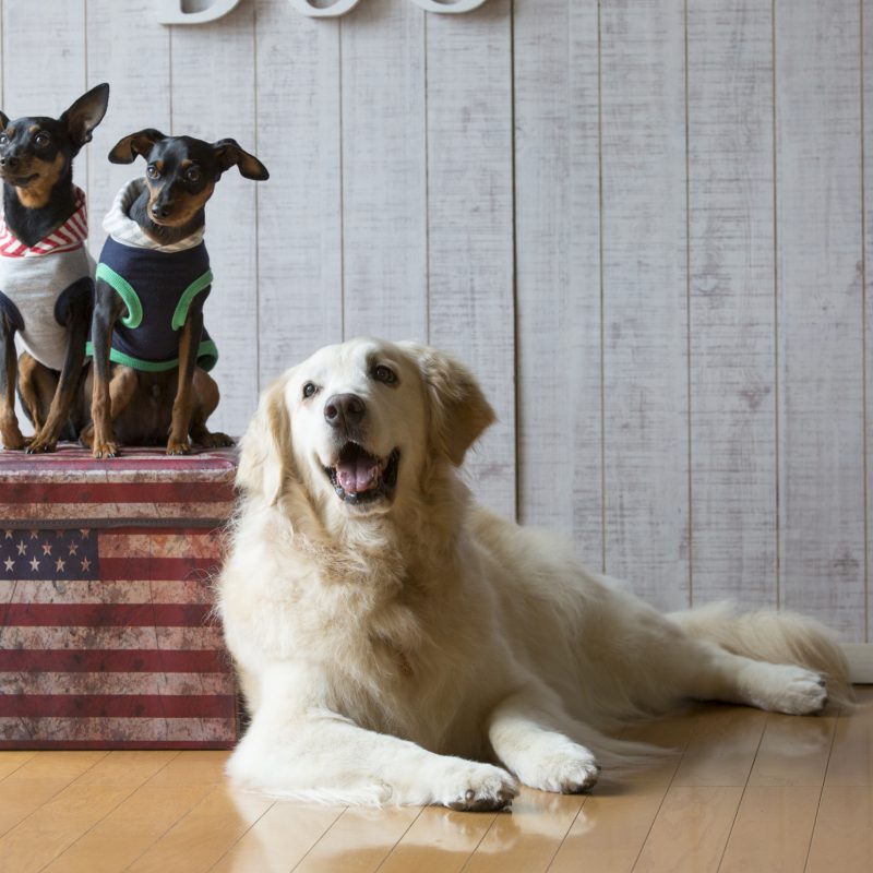 犬／ゴールデンレトリーバー／ミニチュアピンシャー