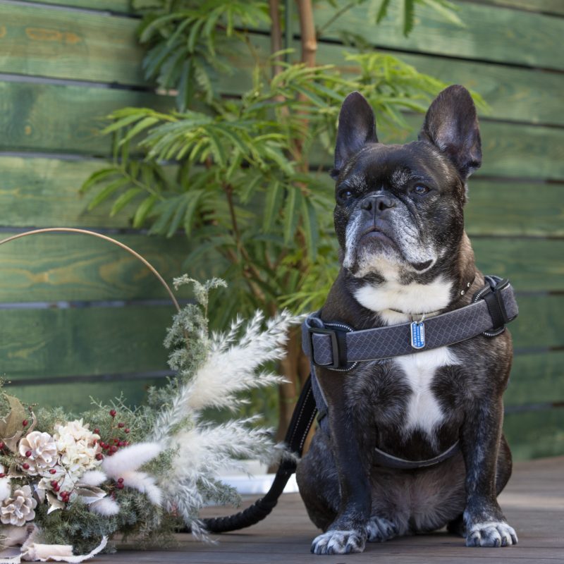 フレンチブルドッグ