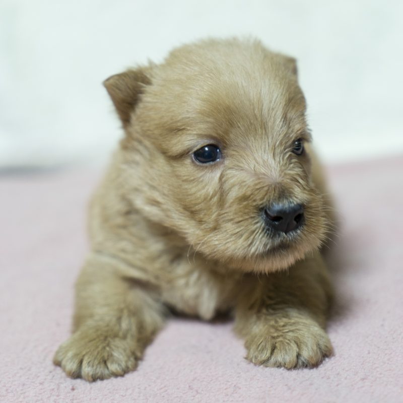 仔犬／スコテッシュ・テリア