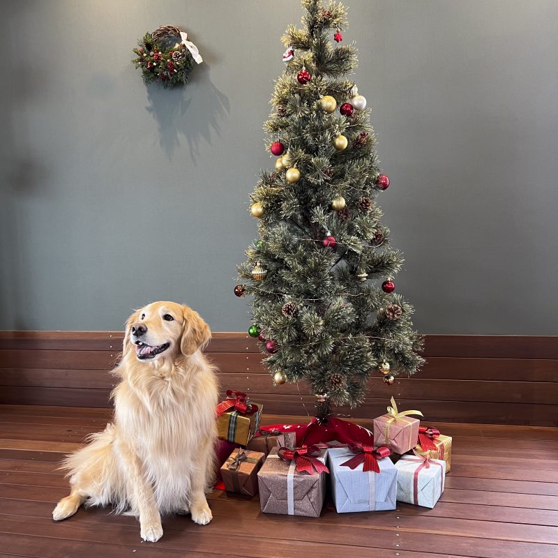 犬／ゴールデンレトリーバー／クリスマスツリー
