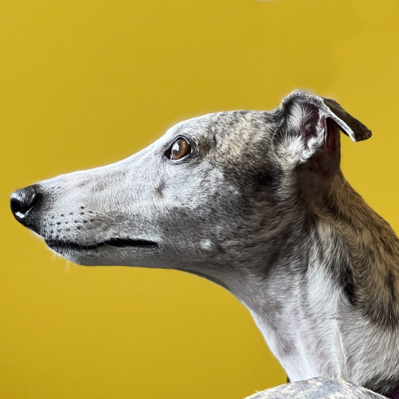 犬／横顔／イタリアングレーハウンド