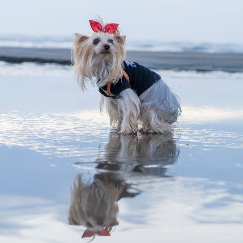 犬／海／鏡面撮影