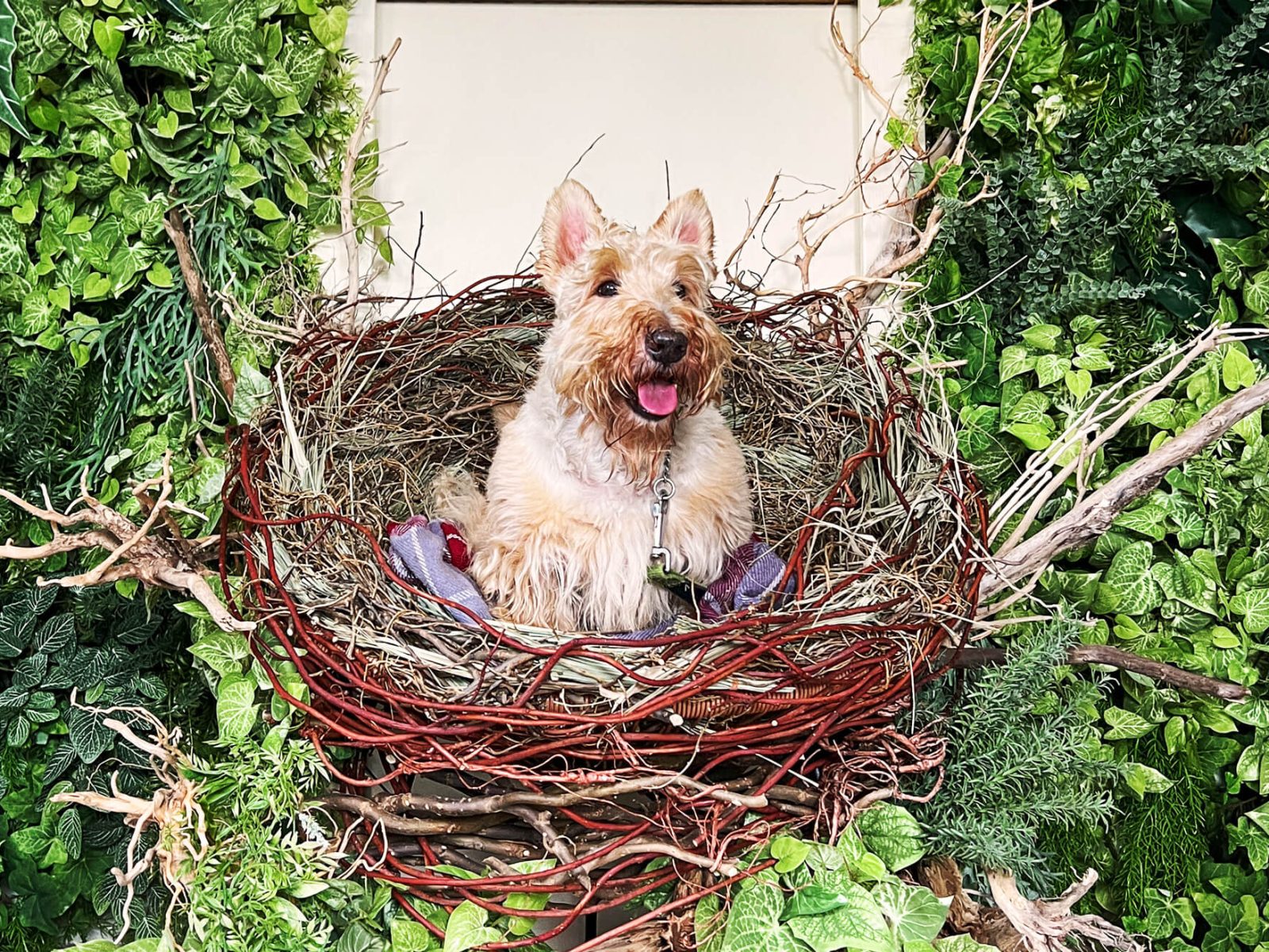 犬／スコテッシュ・テリア