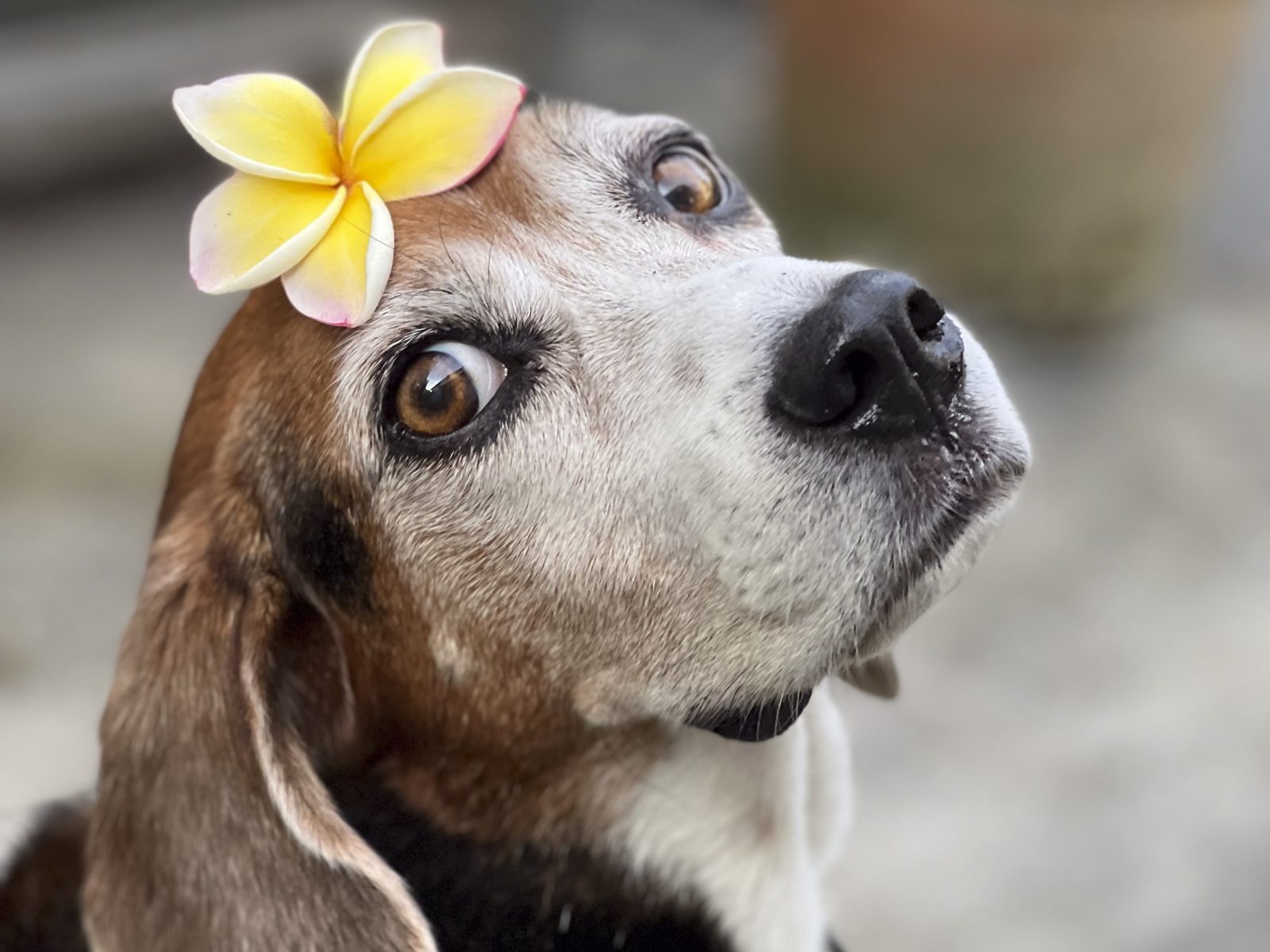 振り向いた犬／ビーグル