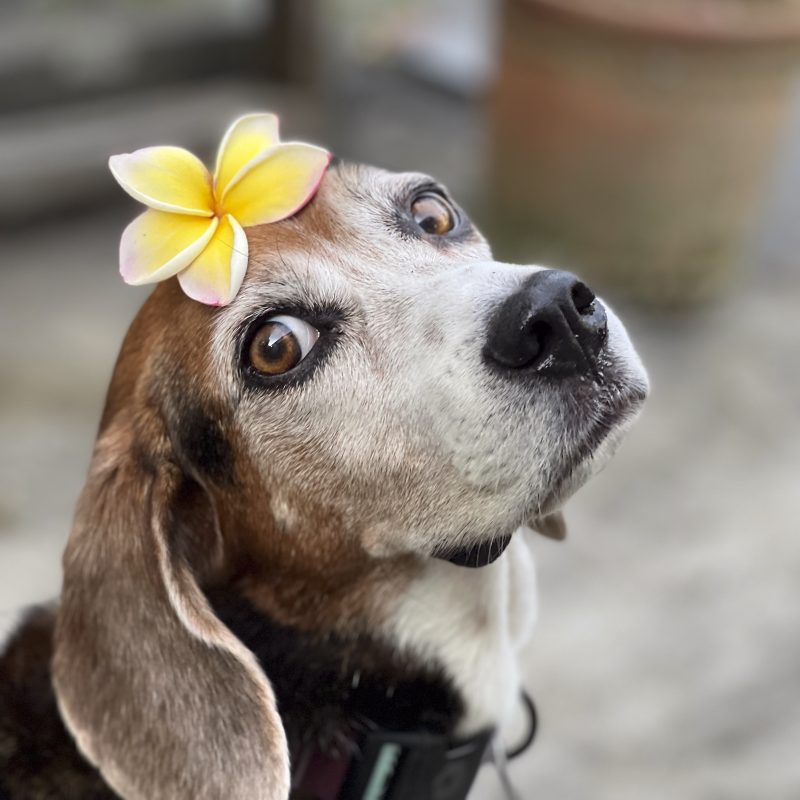 振り向いた犬／ビーグル