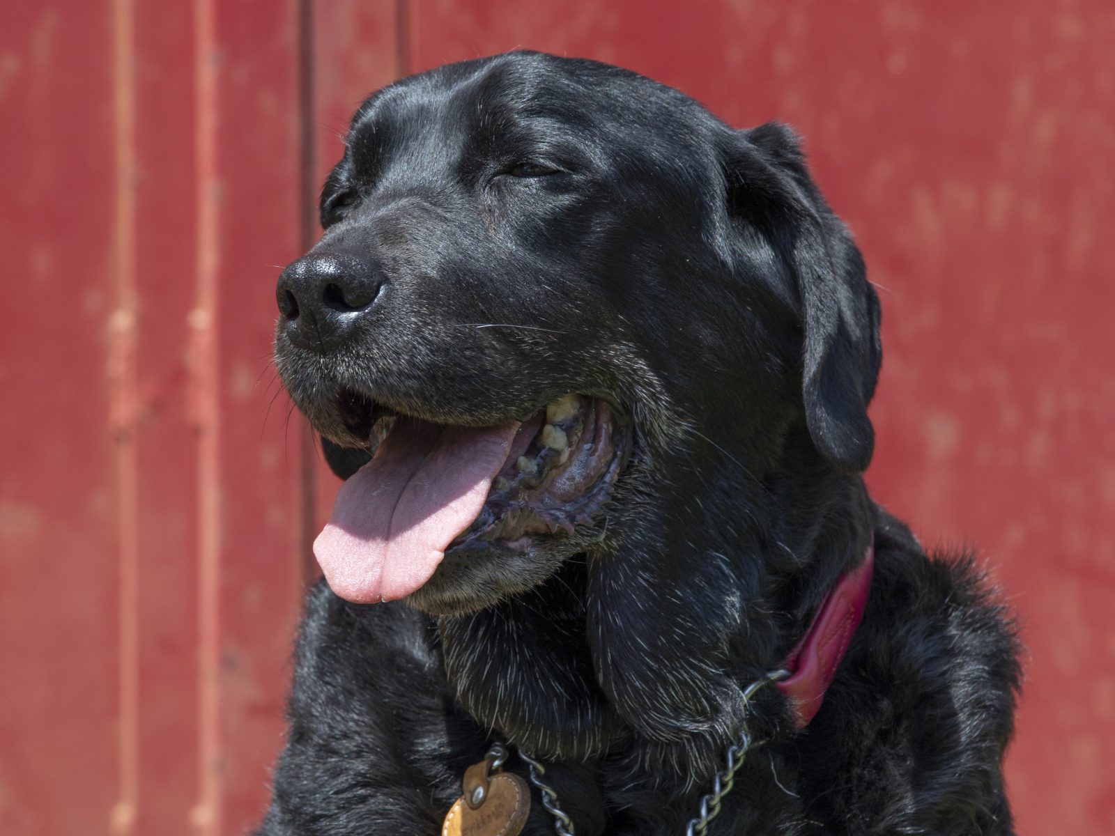 犬／口角が上がっている